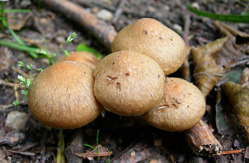 FUNGHI MISTERIOSI